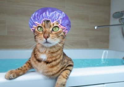 Casa do Veterinario Salvador Bahia Banho e tosa para gatos Cidade Baixa Salvador